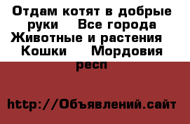 Отдам котят в добрые руки. - Все города Животные и растения » Кошки   . Мордовия респ.